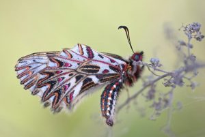 Moth